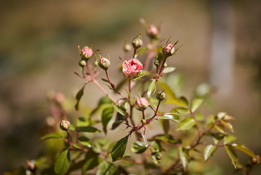 0R6A3001.jpg